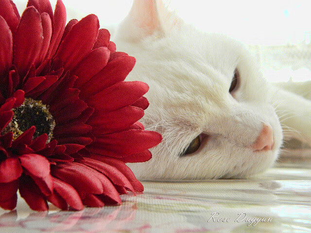 阿坎吉关键一击铸就传奇，比利亚雷亚尔惊天逆转韩国劲旅