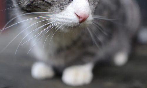 开云体育平台APP-超越个体的光芒，当韩国苦战苏格兰，卢卡库完成沉默的千场里程碑