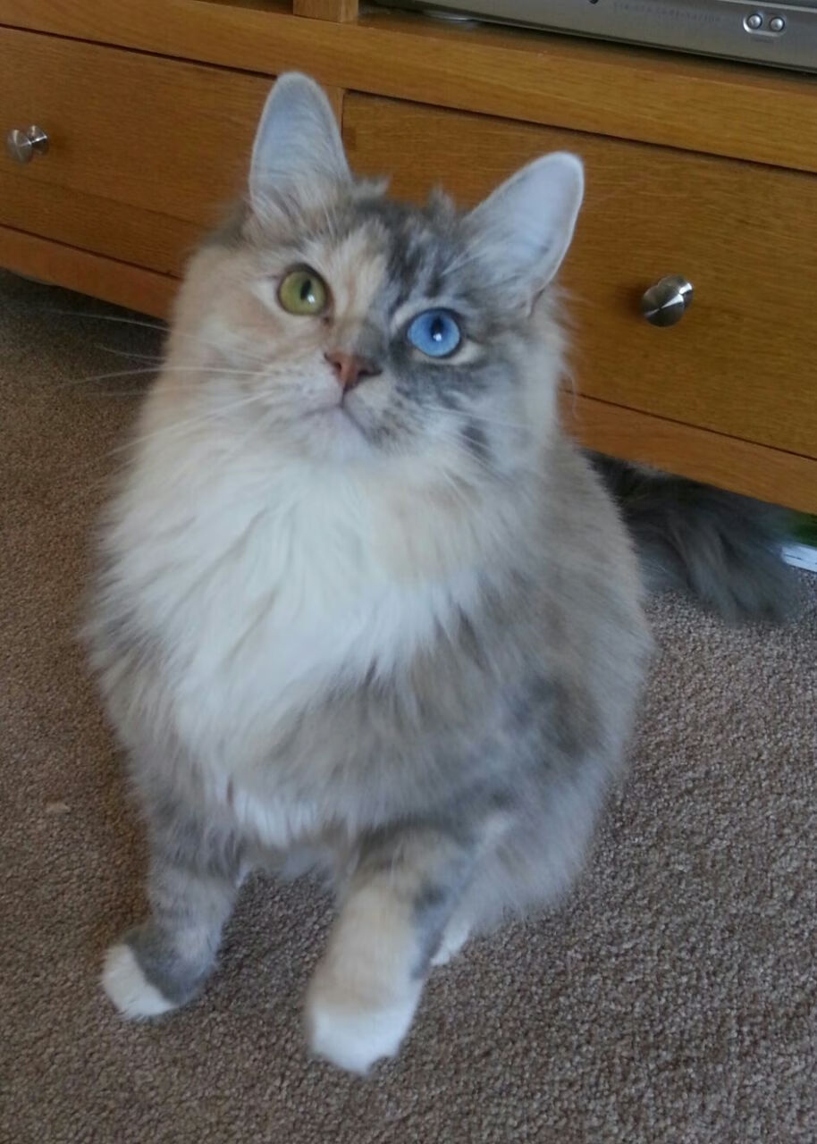 开云官网-北境新章，克莱·汤普森关键三分助森林狼收割热火