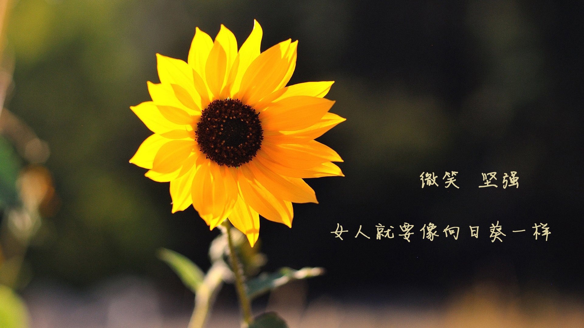 开云官网-沙特压哨绝杀尼斯，马丁内利末节爆发主宰比赛，一场足球盛宴的激情与奇迹