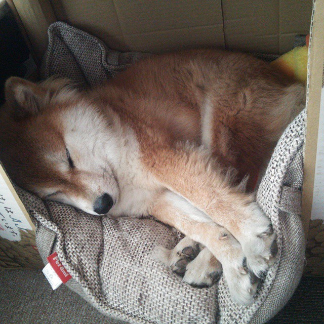 开云体育-法比尼奥，克罗地亚交响乐中的灵魂指挥家，奏响踏平安哥拉的最强音