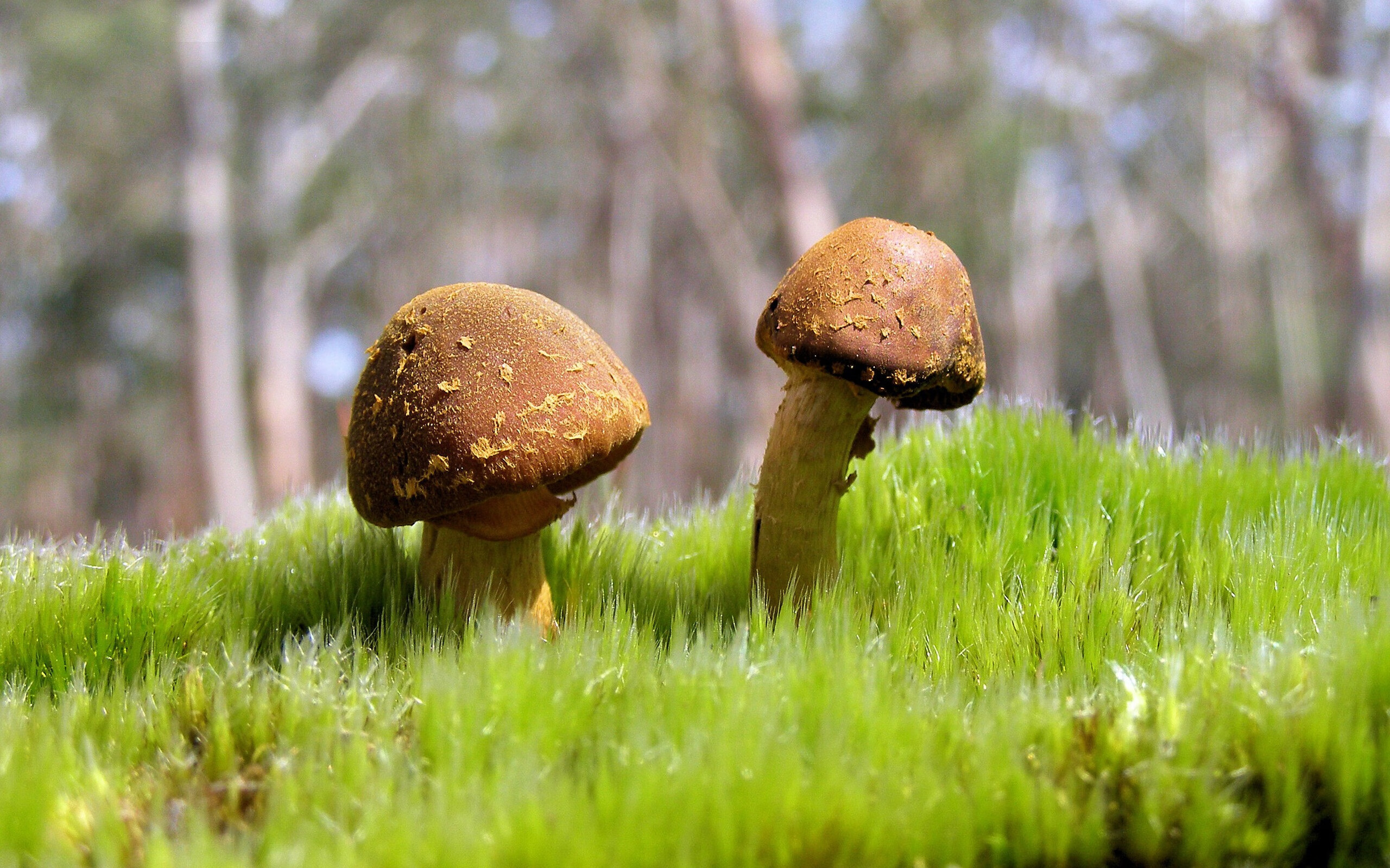 北欧奇迹与罗马星光，热血竞技场上的小与大