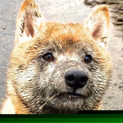 墨式风暴席卷袋鼠军团，贝林厄姆关键回合一锤定音