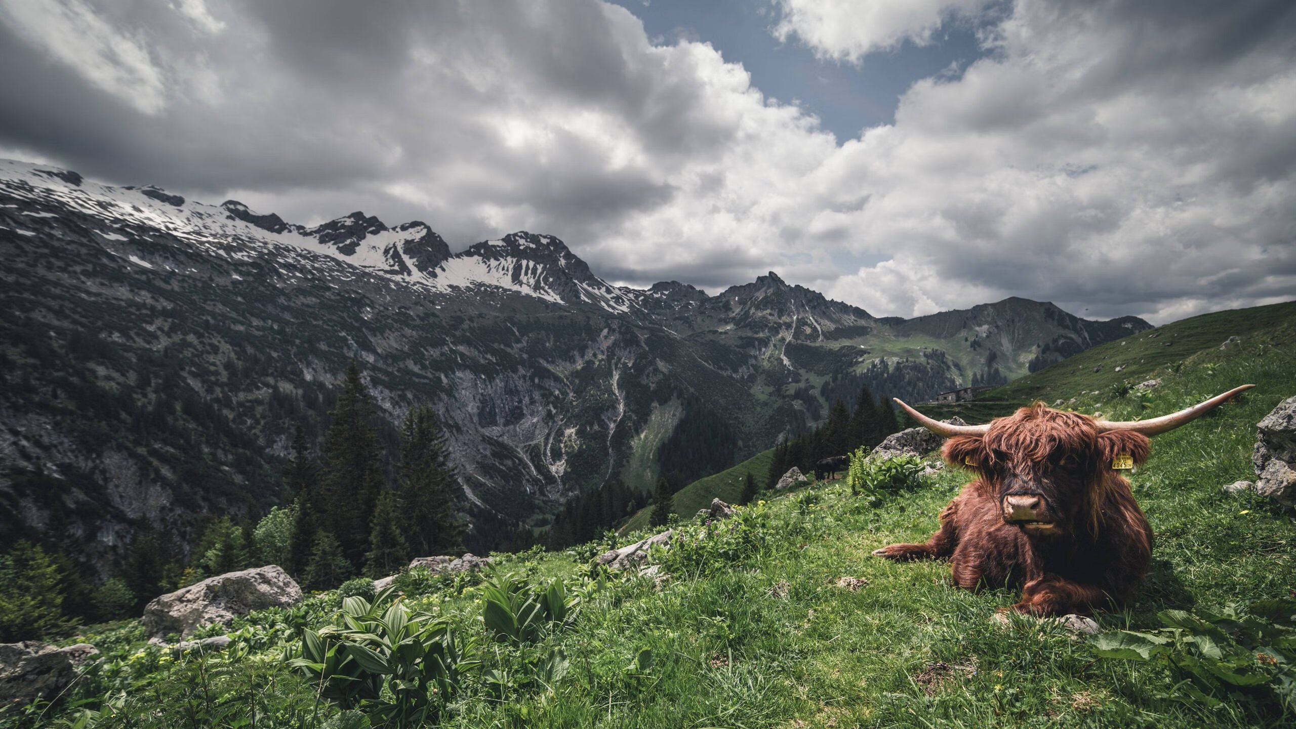 开云下载-火力全开难救主，节奏窒息定乾坤，克莱的锋芒撞上猛龙的铁壁