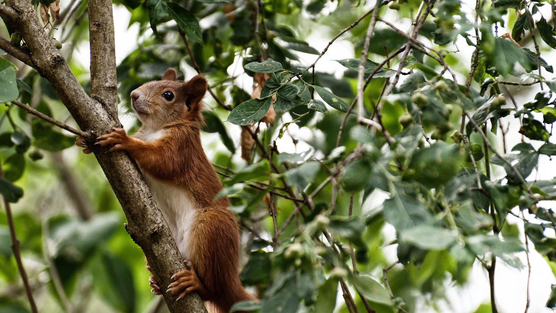 开云平台-失意者的暗面，一场巴黎夏夜的永恒对峙与洪都拉斯群山中的草根荣光