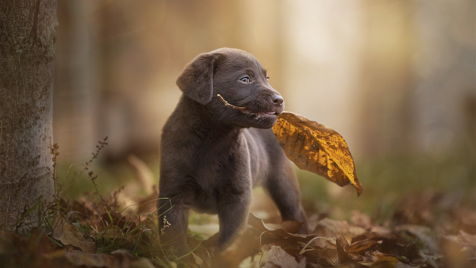 跨越赛场的王者，沙特单节风暴与迪马利亚西决生死战的传奇