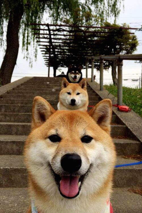 东决关键战焦点战,独行侠全面压制尼克斯,展现统治力