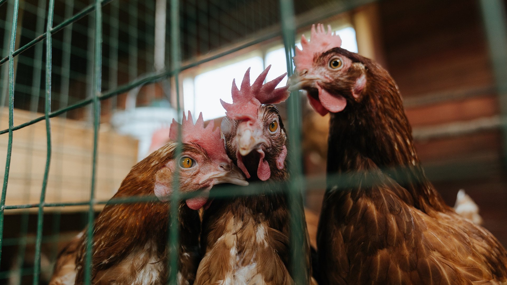 铁壁与灵刃，雄鹿正面击溃尼克斯，东契奇加冕关键先生