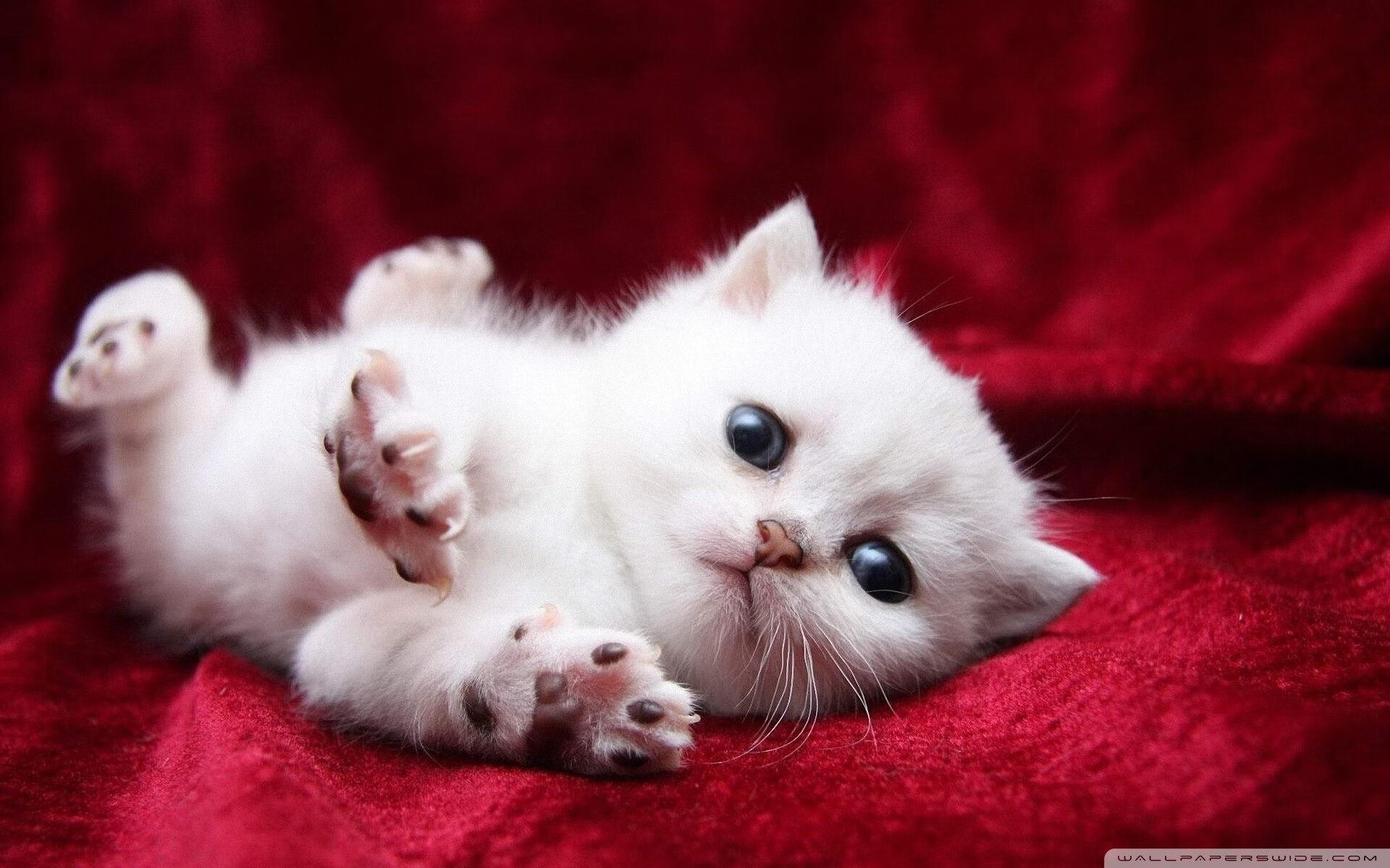 球王课，C罗诠释何为利剑，比利时教智利何谓团队