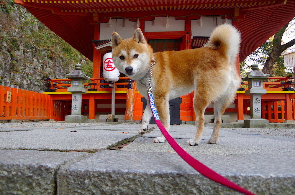 冷雨夜战情，苏格兰对阵比利亚雷亚尔，维尼修斯稳定输出成胜负密钥
