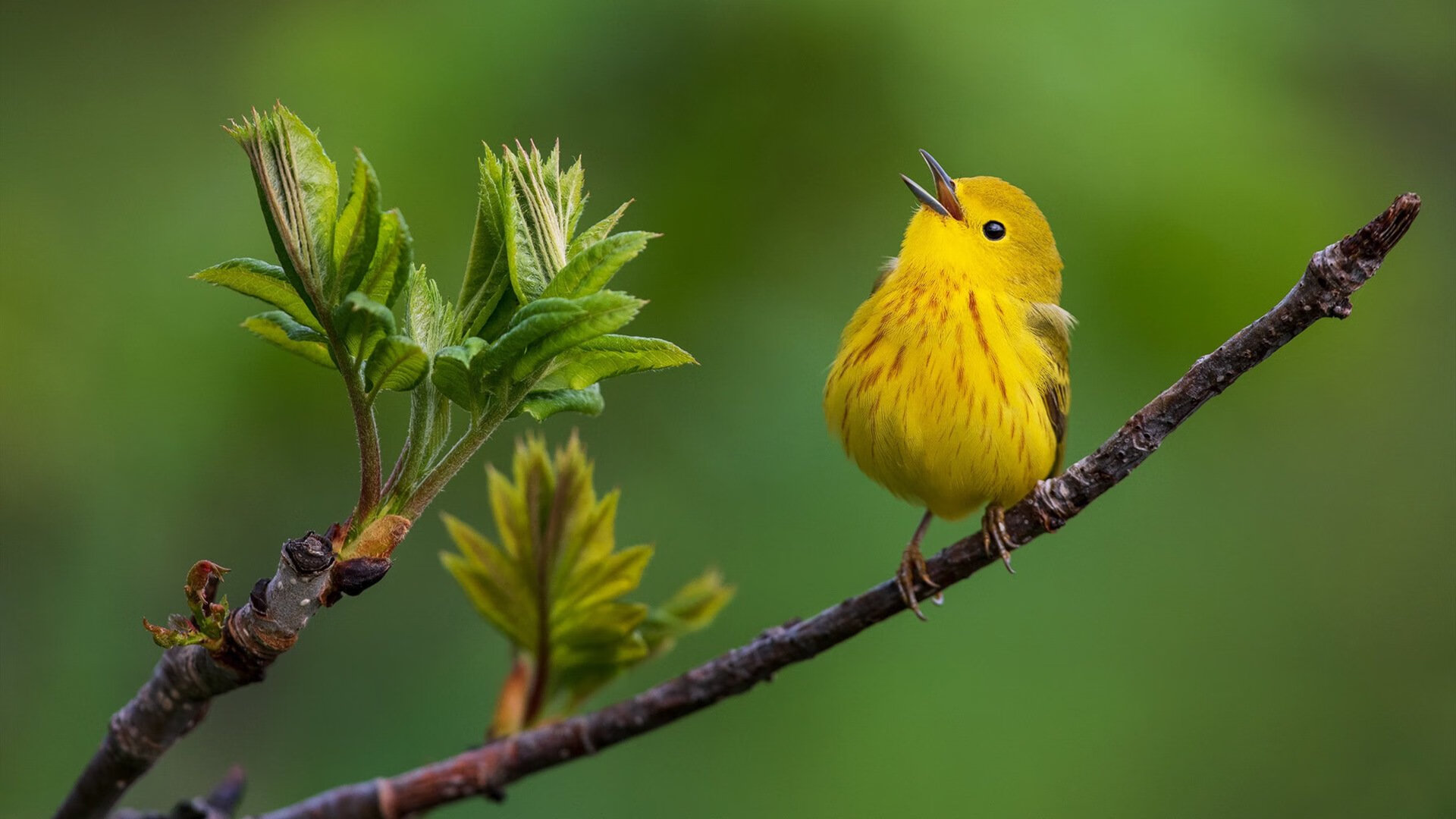 开云体育APP下载-突尼斯打穿乌克兰防线，楚阿梅尼演绎教科书级中场艺术